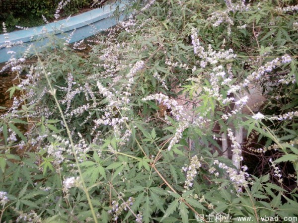 荊條<a href='http://njszjj.com/' target='_blank'>種子</a>