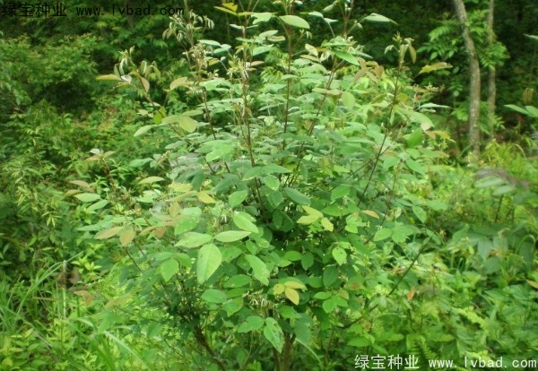 <a href='http://njszjj.com/linmuzhongzi/1826.html' target='_blank'>胡枝子</a><a href='http://njszjj.com/' target='_blank'>種子</a>