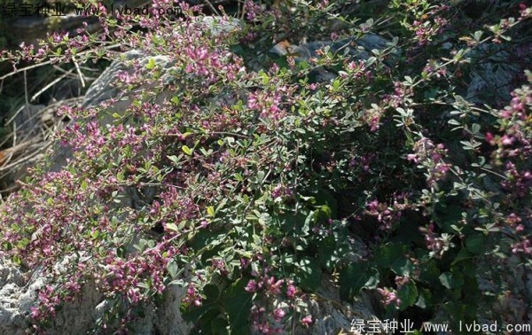 <a href='http://njszjj.com/linmuzhongzi/1826.html' target='_blank'>胡枝子種子</a>