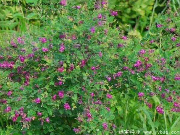 <a href='http://njszjj.com/linmuzhongzi/1826.html' target='_blank'>胡枝子種子</a>