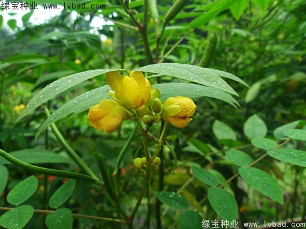 <a href='http://njszjj.com/linmuzhongzi/1827.html' target='_blank'>望江南種子</a>