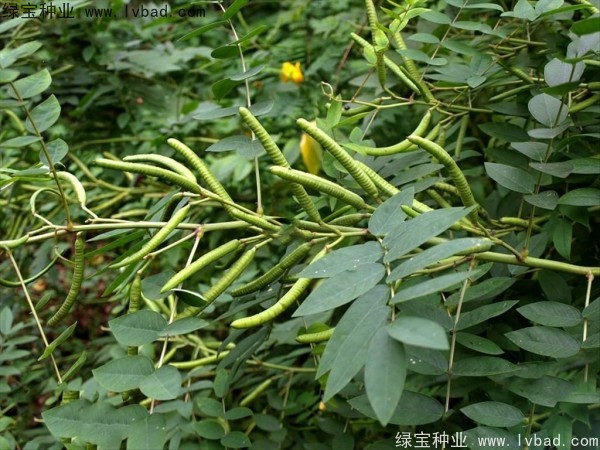 <a href='http://njszjj.com/linmuzhongzi/1827.html' target='_blank'>望江南種子</a>
