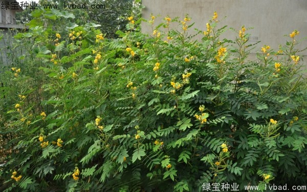 <a href='http://njszjj.com/linmuzhongzi/1827.html' target='_blank'>望江南</a><a href='http://njszjj.com/' target='_blank'>種子</a>