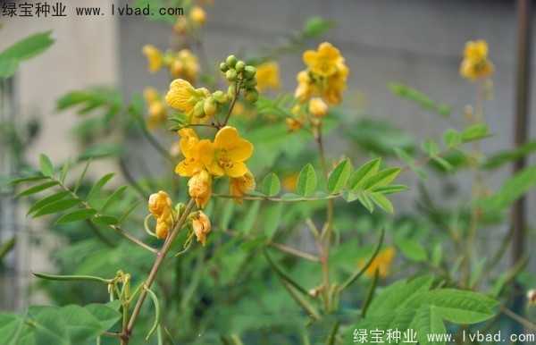 望江南<a href='http://njszjj.com/' target='_blank'>種子</a>