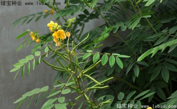 <a href='http://njszjj.com/linmuzhongzi/1827.html' target='_blank'>望江南種子</a>