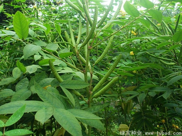 <a href='http://njszjj.com/linmuzhongzi/1827.html' target='_blank'>望江南</a><a href='http://njszjj.com/' target='_blank'>種子</a>