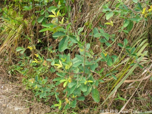 <a href='http://njszjj.com/linmuzhongzi/22484.html' target='_blank'>豬屎豆種子</a>