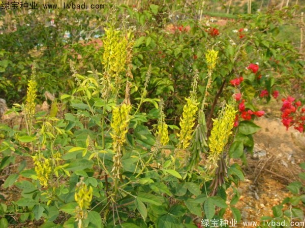 <a href='http://njszjj.com/linmuzhongzi/22484.html' target='_blank'>豬屎豆種子</a>