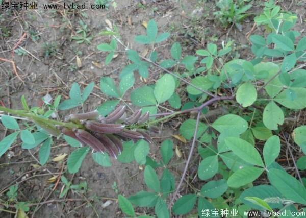 <a href='http://njszjj.com/linmuzhongzi/22484.html' target='_blank'>豬屎豆種子</a>