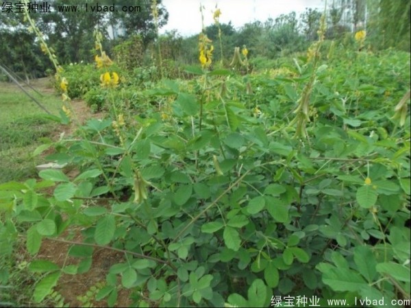 <a href='http://njszjj.com/linmuzhongzi/22484.html' target='_blank'>豬屎豆</a><a href='http://njszjj.com/' target='_blank'>種子</a>