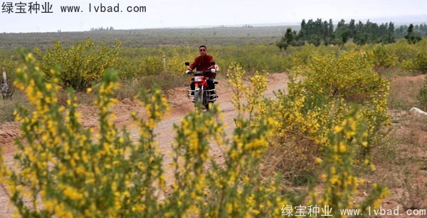 <a href='http://njszjj.com/linmuzhongzi/1829.html' target='_blank'>檸條種子</a>