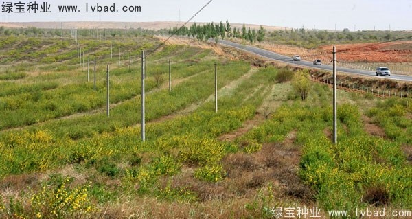 <a href='http://njszjj.com/linmuzhongzi/1829.html' target='_blank'>檸條種子</a>