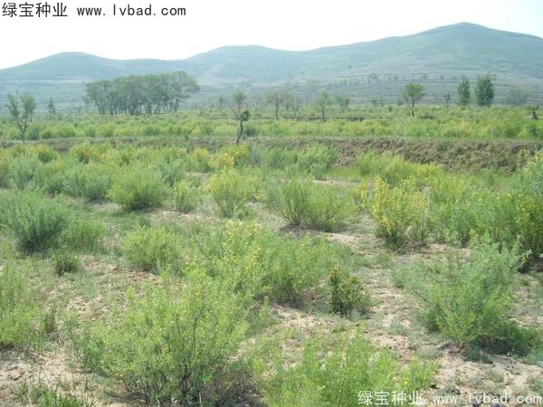 <a href='http://njszjj.com/linmuzhongzi/1829.html' target='_blank'>檸條</a><a href='http://njszjj.com/' target='_blank'>種子</a>