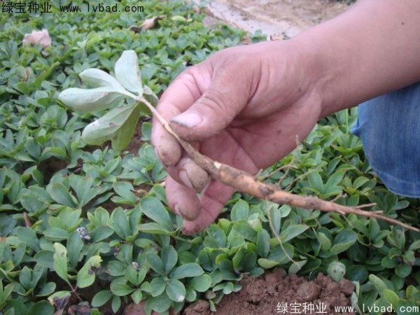 <a href='http://njszjj.com/linmuzhongzi/1830.html' target='_blank'>芍藥</a><a href='http://njszjj.com/' target='_blank'>種子</a> <a href='http://njszjj.com/linmuzhongzi/1830.html' target='_blank'>芍藥種子</a>