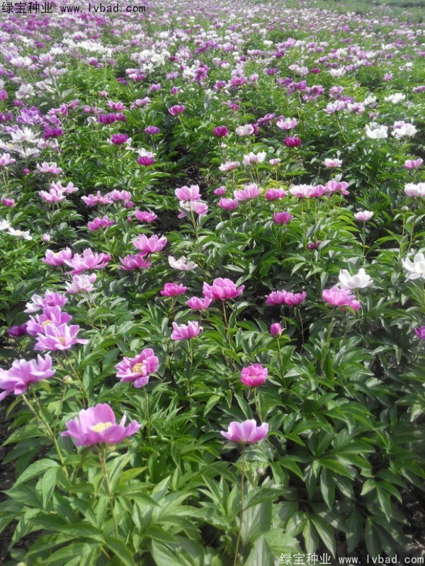 芍藥<a href='http://njszjj.com/' target='_blank'>種子</a> <a href='http://njszjj.com/linmuzhongzi/1830.html' target='_blank'>芍藥種子</a>