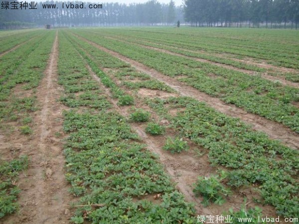 <a href='http://njszjj.com/linmuzhongzi/1830.html' target='_blank'>芍藥種子</a> <a href='http://njszjj.com/linmuzhongzi/1830.html' target='_blank'>芍藥種子</a>