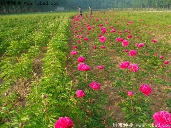 <a href='http://njszjj.com/linmuzhongzi/1830.html' target='_blank'>芍藥種子</a> 芍藥<a href='http://njszjj.com/' target='_blank'>種子</a>