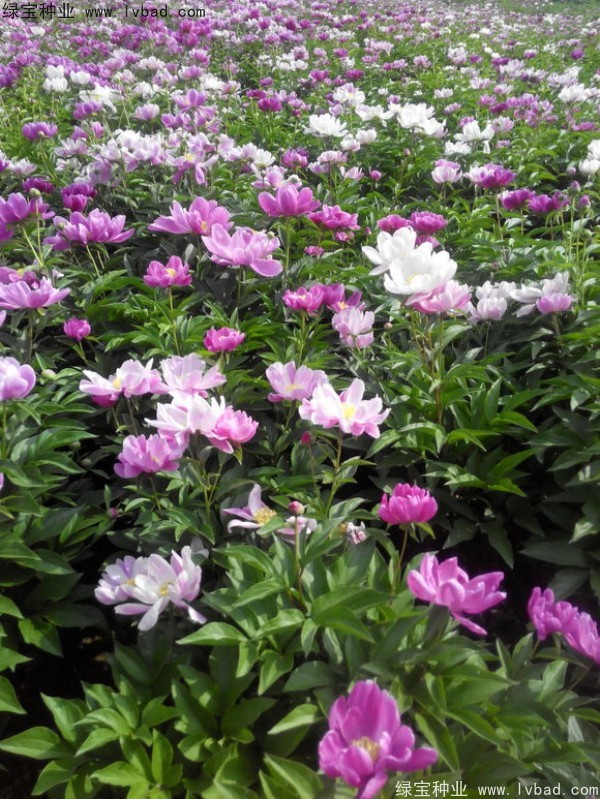 芍藥種子 芍藥種子