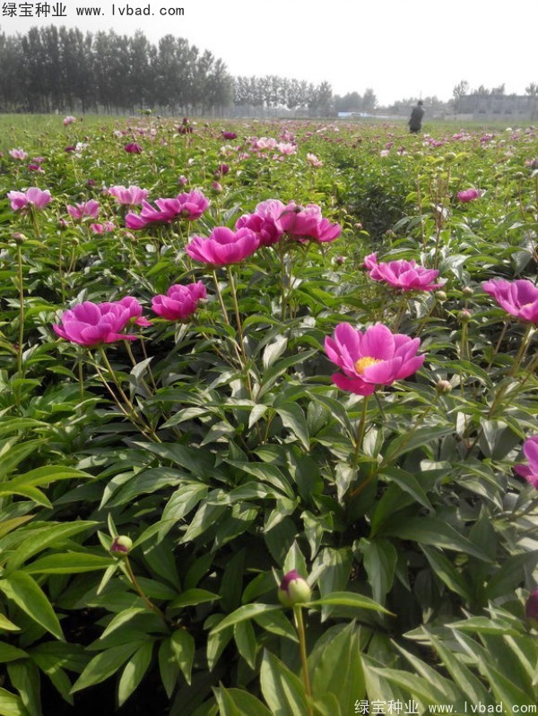 芍藥種子 芍藥種子