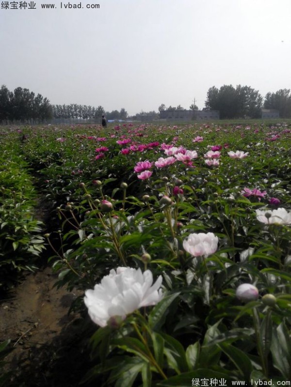芍藥種子 芍藥種子