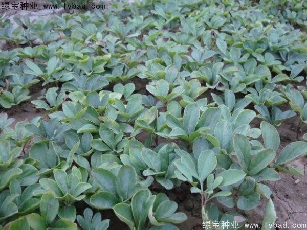 <a href='http://njszjj.com/linmuzhongzi/1830.html' target='_blank'>芍藥種子</a> 芍藥<a href='http://njszjj.com/' target='_blank'>種子</a>