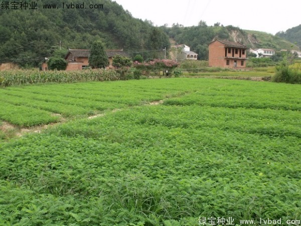 <a href='http://njszjj.com/linmuzhongzi/1831.html' target='_blank'>紫穗槐種子</a>