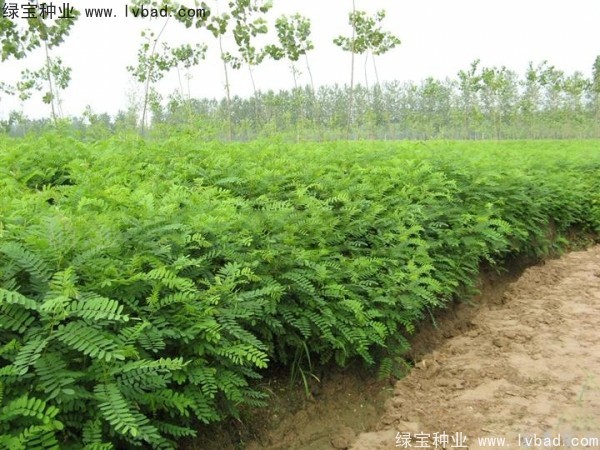 紫穗槐<a href='http://njszjj.com/' target='_blank'>種子</a>