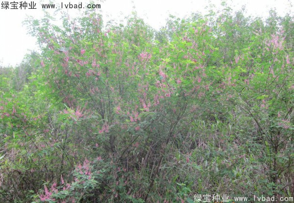 <a href='http://njszjj.com/linmuzhongzi/1832.html' target='_blank'>多花木蘭種子</a>