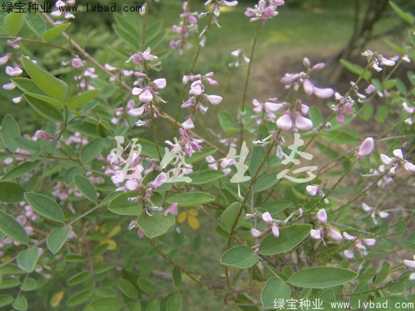 <a href='http://njszjj.com/linmuzhongzi/1832.html' target='_blank'>多花木蘭種子</a>