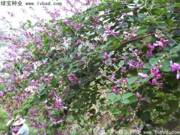 <a href='http://njszjj.com/linmuzhongzi/1832.html' target='_blank'>多花木蘭</a><a href='http://njszjj.com/' target='_blank'>種子</a>