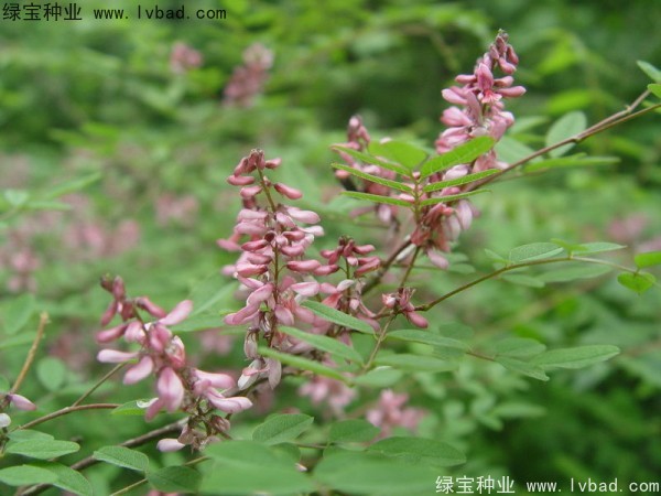 <a href='http://njszjj.com/linmuzhongzi/1832.html' target='_blank'>多花木蘭種子</a>