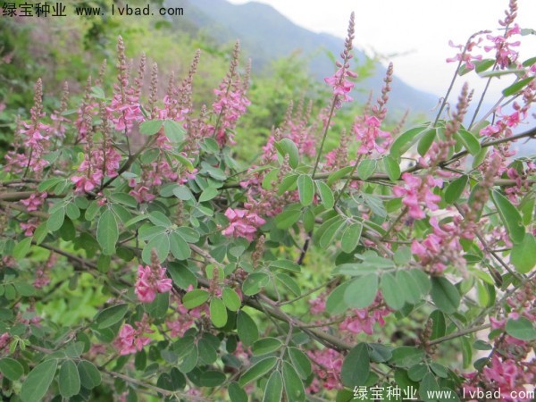 多花木蘭<a href='http://njszjj.com/' target='_blank'>種子</a>
