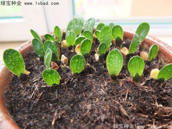 <a href='http://njszjj.com/linmuzhongzi/1833.html' target='_blank'>君子蘭種子</a>