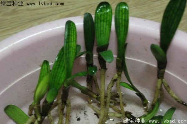 <a href='http://njszjj.com/linmuzhongzi/1833.html' target='_blank'>君子蘭種子</a>