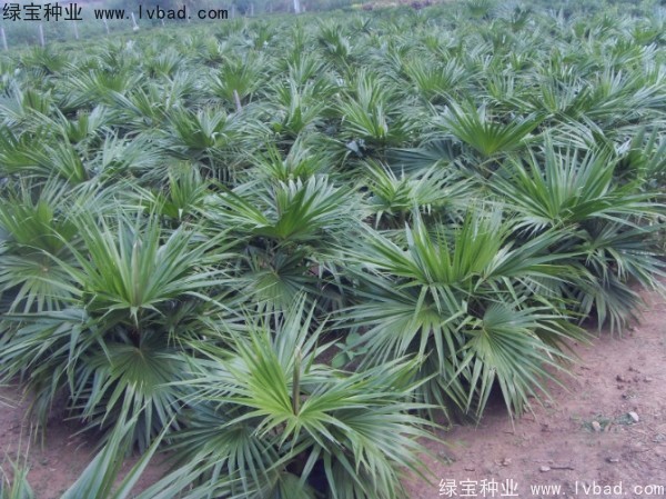 蒲葵<a href='http://njszjj.com/' target='_blank'>種子</a>