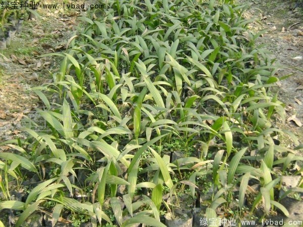 <a href='http://njszjj.com/linmuzhongzi/1834.html' target='_blank'>蒲葵種子</a>