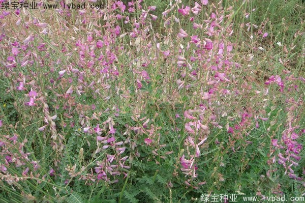 <a href='http://njszjj.com/linmuzhongzi/1835.html' target='_blank'>紅豆種子</a>