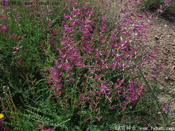 <a href='http://njszjj.com/linmuzhongzi/1835.html' target='_blank'>紅豆</a><a href='http://njszjj.com/' target='_blank'>種子</a>