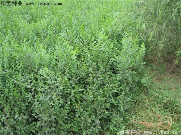 <a href='http://njszjj.com/linmuzhongzi/1836.html' target='_blank'>白榆種子</a>