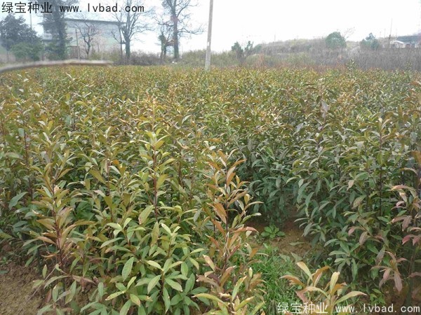 <a href='http://njszjj.com/linmuzhongzi/1838.html' target='_blank'>杜英種子</a>