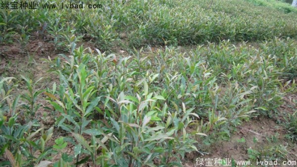 <a href='http://njszjj.com/linmuzhongzi/1838.html' target='_blank'>杜英種子</a>