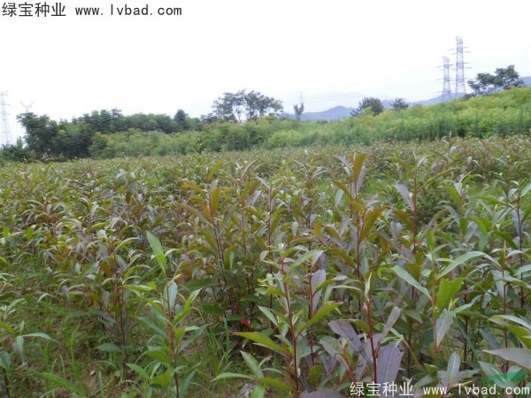 杜英<a href='http://njszjj.com/' target='_blank'>種子</a>