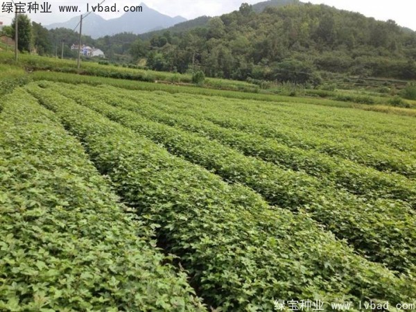 <a href='http://njszjj.com/linmuzhongzi/1839.html' target='_blank'>楓香種子</a>