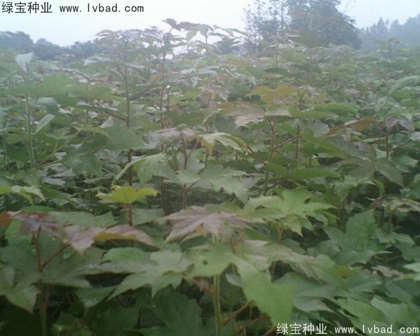 楓香<a href='http://njszjj.com/' target='_blank'>種子</a>