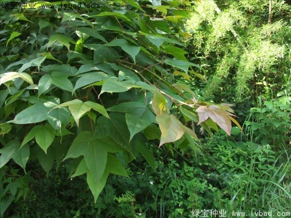 <a href='http://njszjj.com/linmuzhongzi/1839.html' target='_blank'>楓香種子</a>