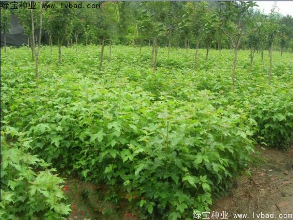 <a href='http://njszjj.com/linmuzhongzi/1839.html' target='_blank'>楓香</a><a href='http://njszjj.com/' target='_blank'>種子</a>