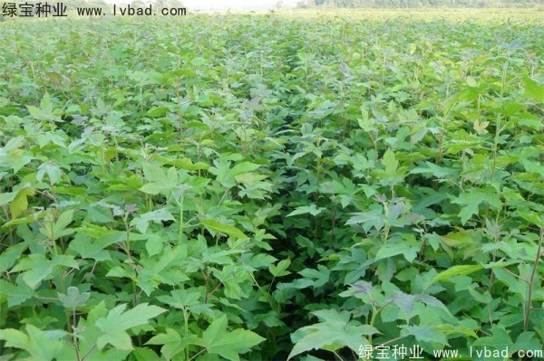 <a href='http://njszjj.com/linmuzhongzi/1839.html' target='_blank'>楓香種子</a>