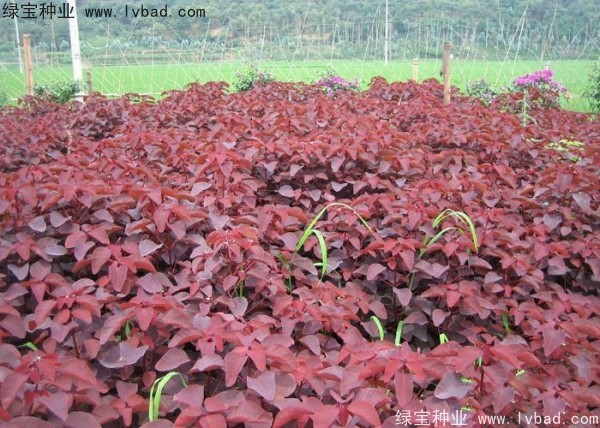 紅櫨<a href='http://njszjj.com/' target='_blank'>種子</a>
