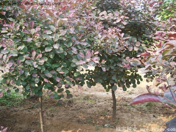 <a href='http://njszjj.com/linmuzhongzi/1842.html' target='_blank'>紅櫨種子</a>