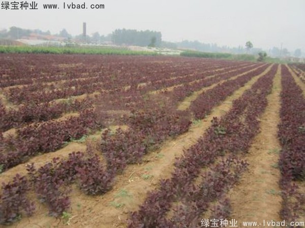 <a href='http://njszjj.com/linmuzhongzi/1842.html' target='_blank'>紅櫨</a><a href='http://njszjj.com/' target='_blank'>種子</a>